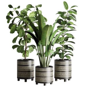Collection Indoor Plant 119  Plant Ravenala Ficus