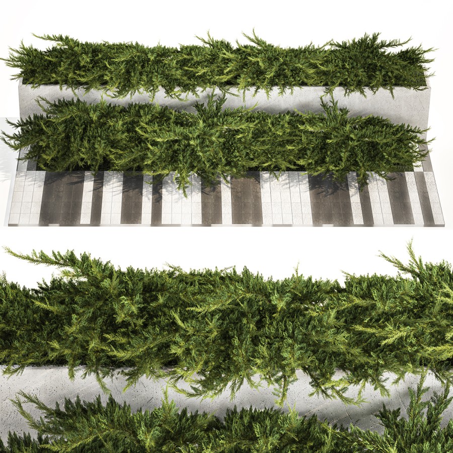 Cypress And Juniper For The Urban Environment 3D Model For VRay