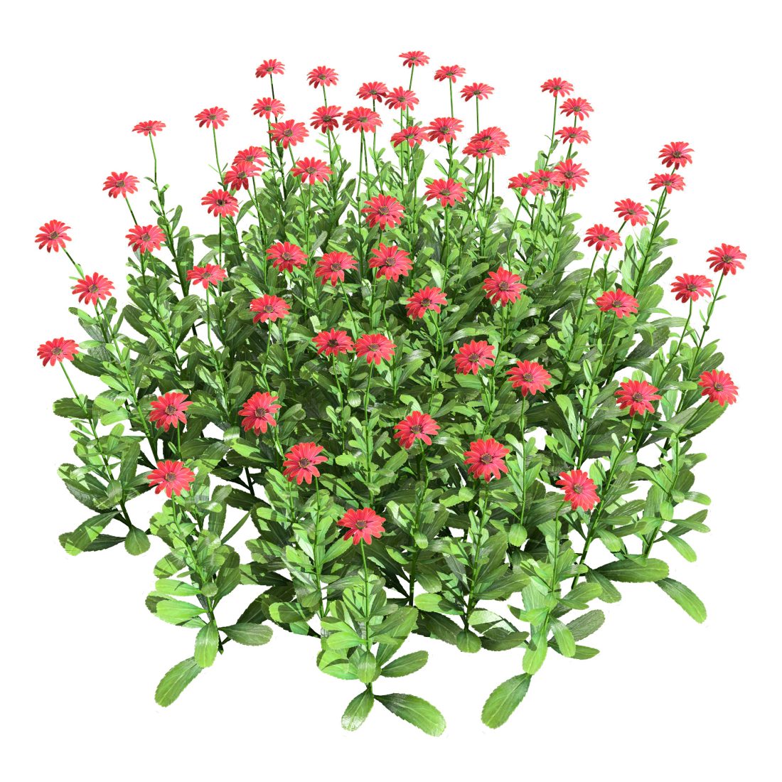 Daisy Flowers Cluster 3D Model for VRay, Corona | CGMood