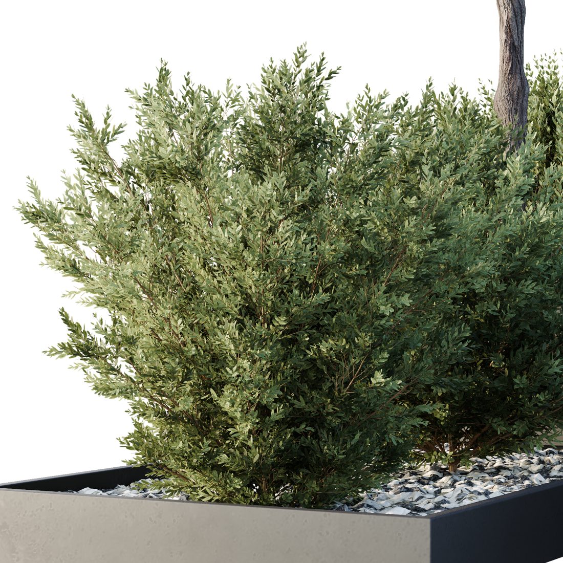 Tree And Bush Garden Box Outdoor Vol 48 3D Model for VRay, Corona | CGMood