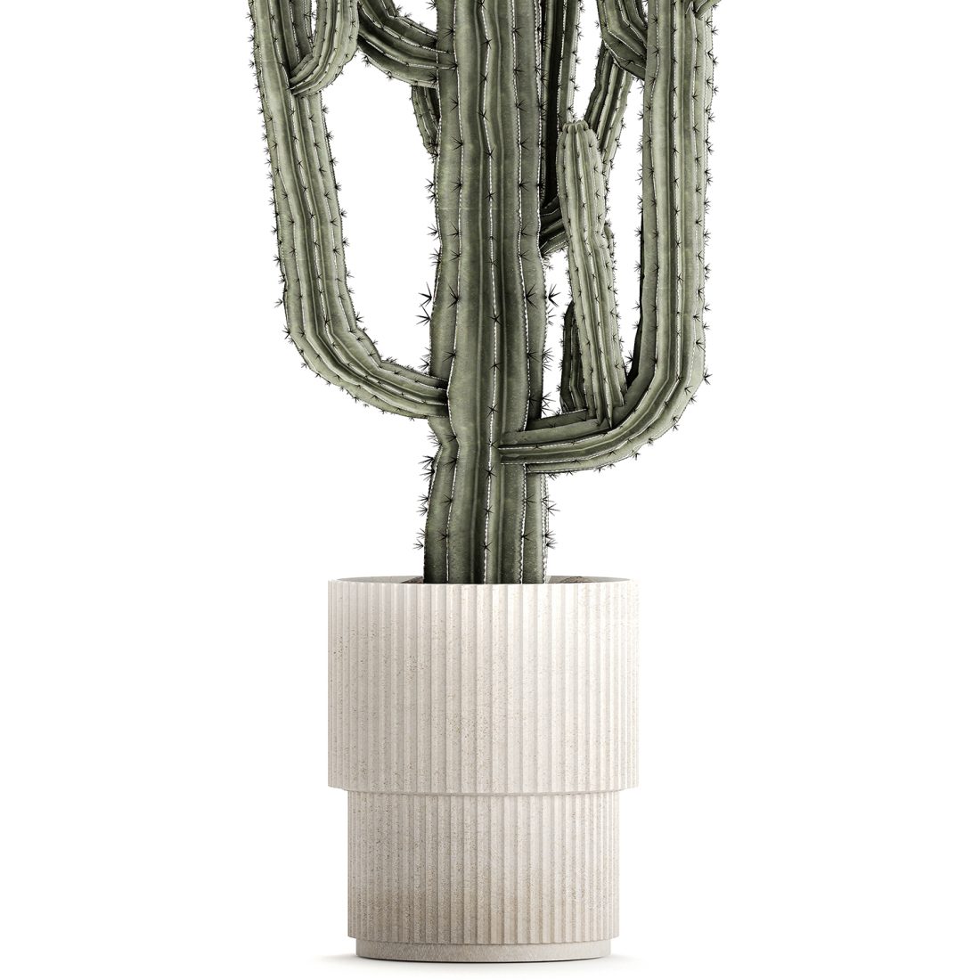 A 3D rendering of an indoor cactus pot featuring a Carnegiea saguaro, designed for VRay rendering software