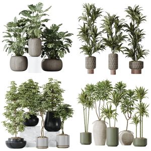 5 Different SETS of Plant Indoor. SET VOL134