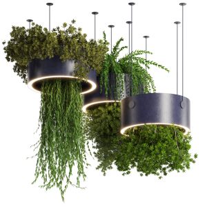 Indoor Plant 77- Hanging Plants