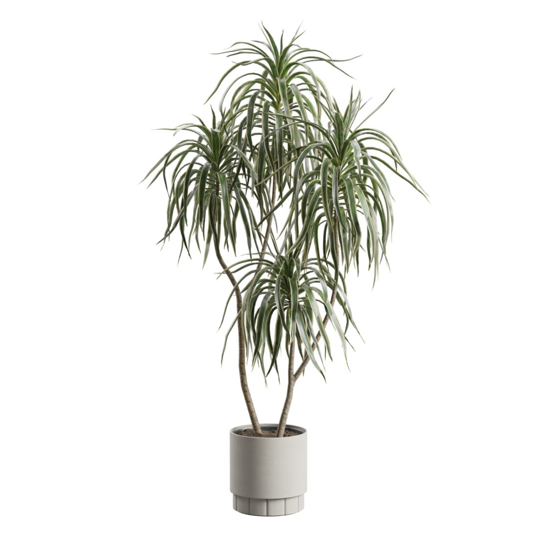 hängende efeutute XXL Efeutute Scindapsus 150cm – Green Me Up