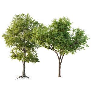 Quercus Serrata And Spanish Moss