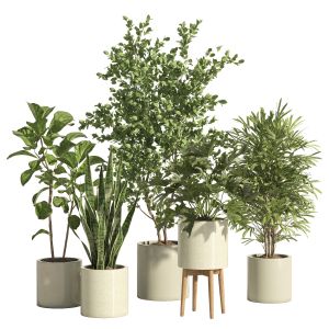 Indoor Plant Set 66- Ceramic Pot