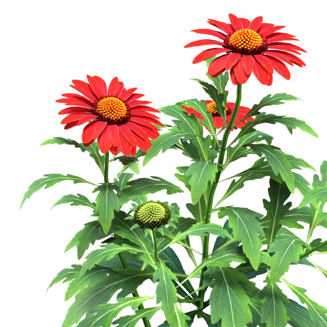 Model Red Flower Arizona Red Shades Flowers 3d Model - 3D Model for VRay, Corona