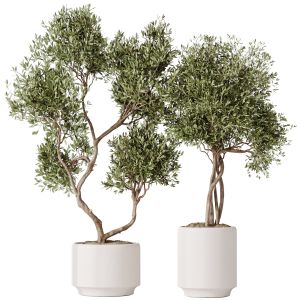 Houseplants Olive Artificial Olivo Olea Tree Set02
