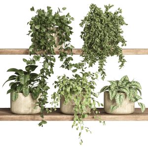 Plants On Shelf 19