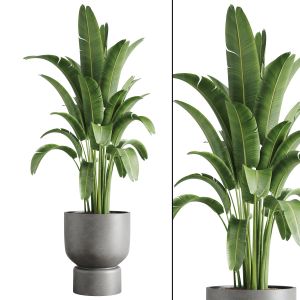 Indoor Plants-022-banana