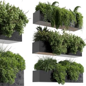 Wall Plant -  Hanging Plants Collection Indoor Pla