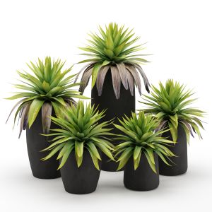 Agaves Plant 01
