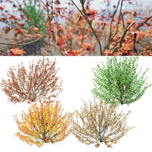 Four Seasons Of Hamamelis Vernalis