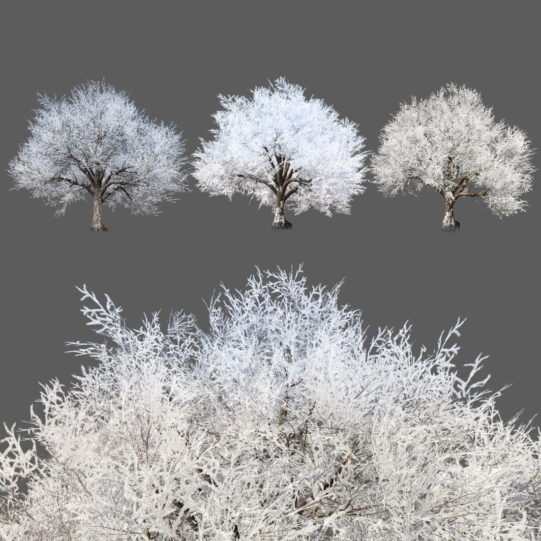 Frozen Tree For Winter Scenes 3D Model for VRay, Corona | CGMood