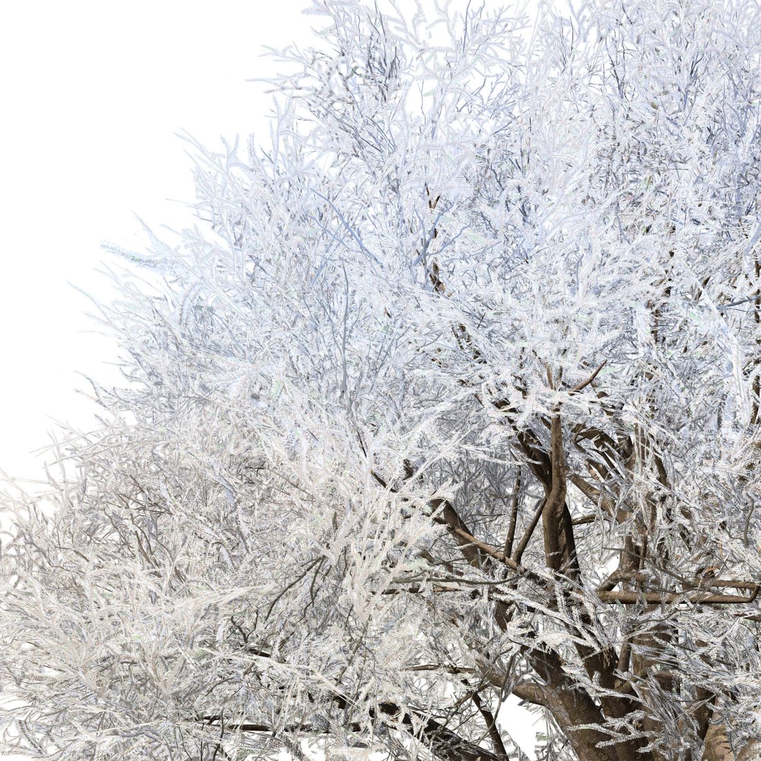 Frozen Tree For Winter Scenes 3D Model for VRay, Corona | CGMood