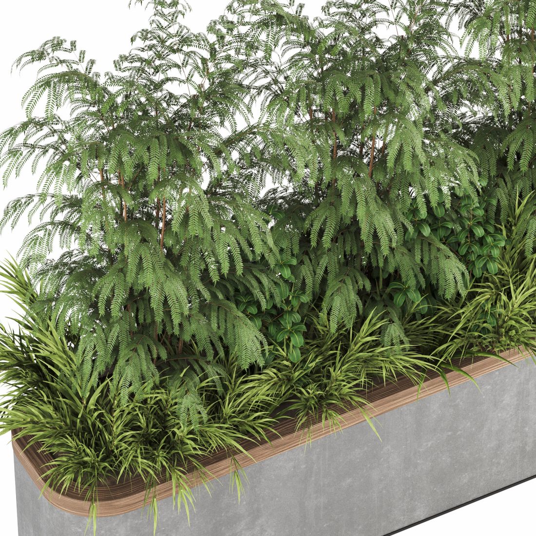 Plants In Box Set-151 3D Model for VRay, Corona | CGMood