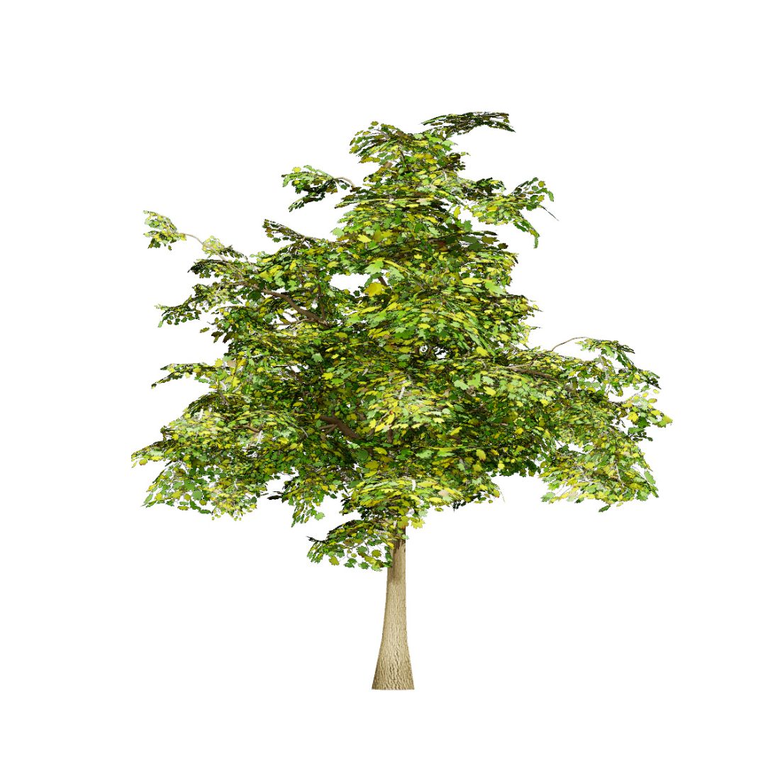 Maple Tree Aerial Rendering Vector Maple Tree 3d Model 3D Model for VRay, Corona | CGMood