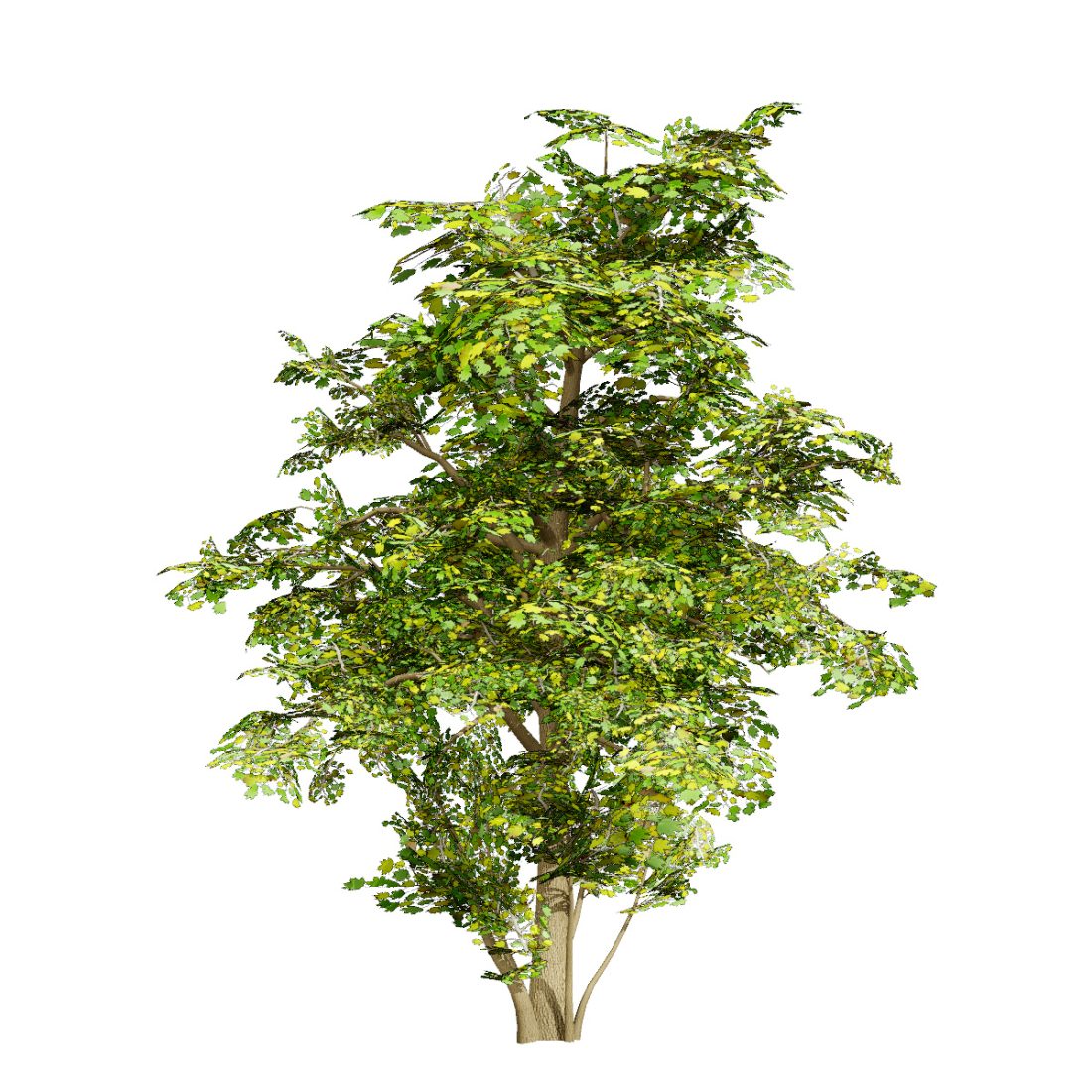 Maple Tree Aerial Rendering Vector Maple Tree 3d Model 3D Model for VRay, Corona | CGMood