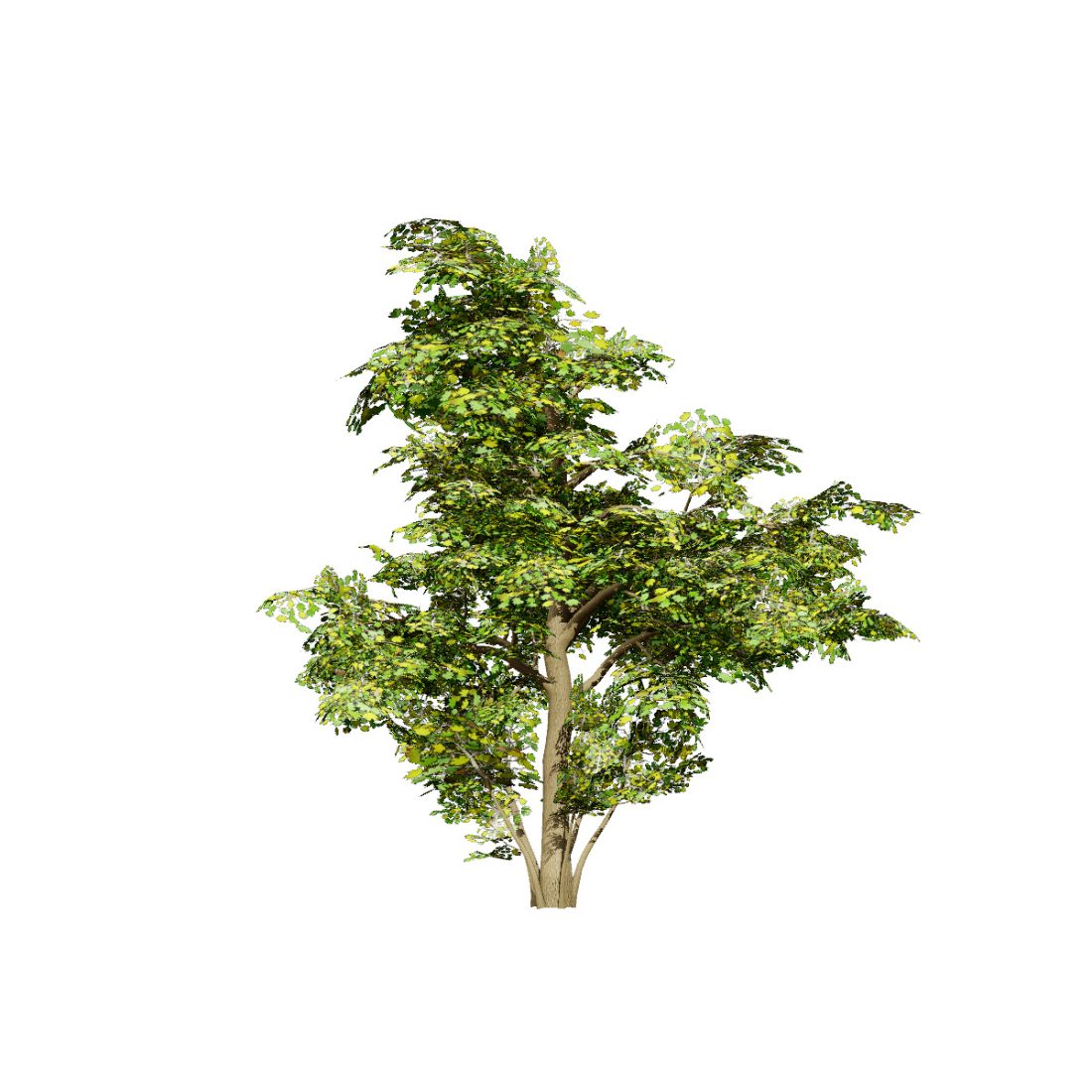 Green Maple Tree Rendering Maple Tree 3d Model 3D Model for VRay, Corona | CGMood