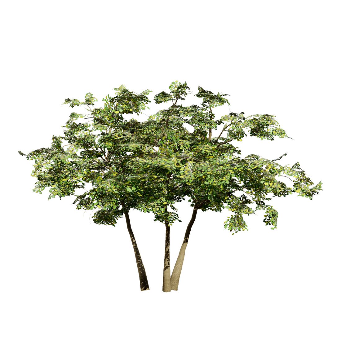 Maple Tree Aerial Rendering Vector Maple Tree 3d Model 3D Model for VRay, Corona | CGMood