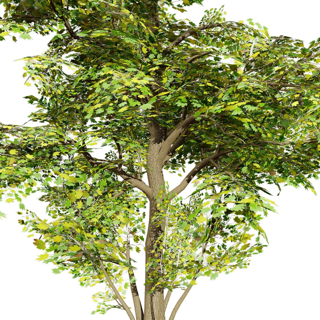 Maple Tree Aerial Rendering Vector Maple Tree 3d Model 3D Model for VRay, Corona | CGMood