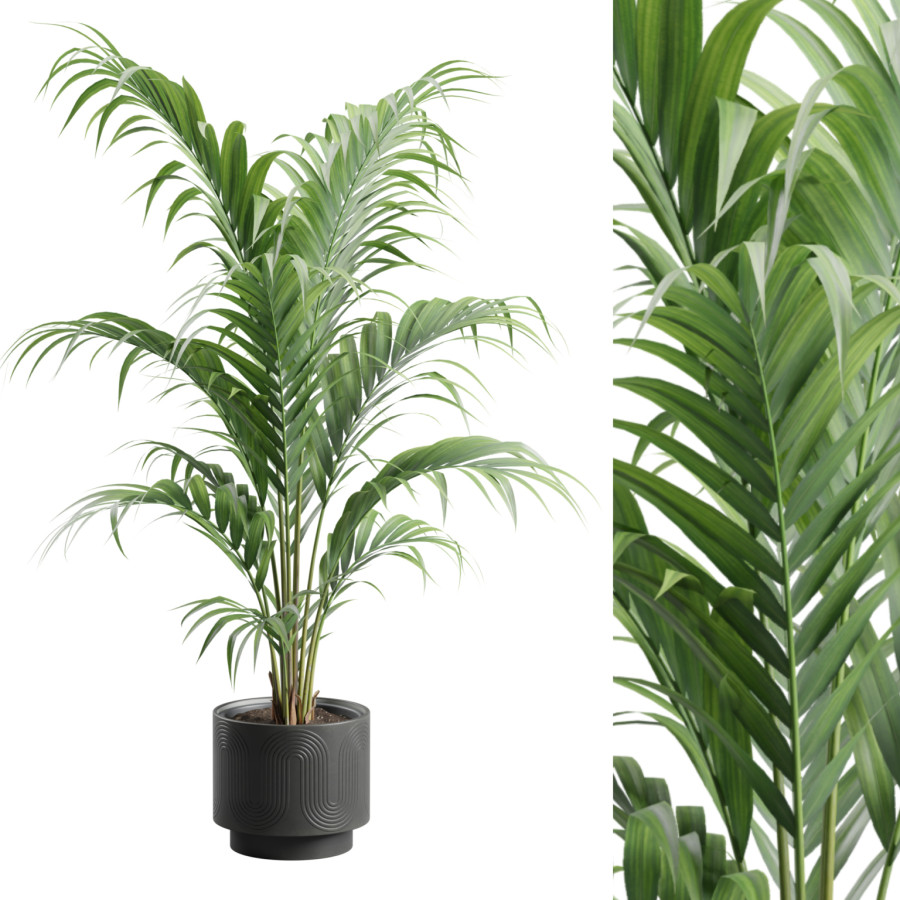 Areca Palm In Dark Planter by AllQuad