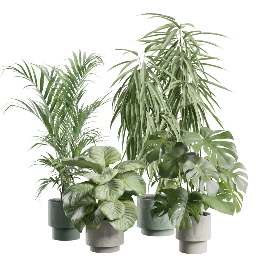 Indoor Plants Pack 105 by AllQuad