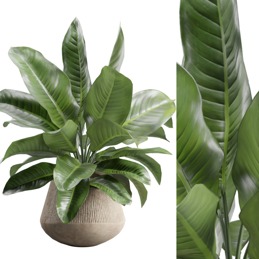 Amoena Reyna In Concrete Planter by AllQuad