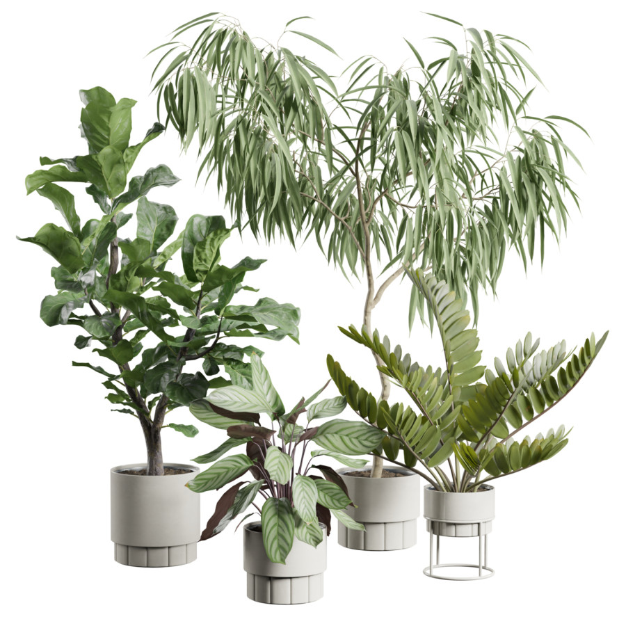 Indoor Plants Pack 106 by AllQuad