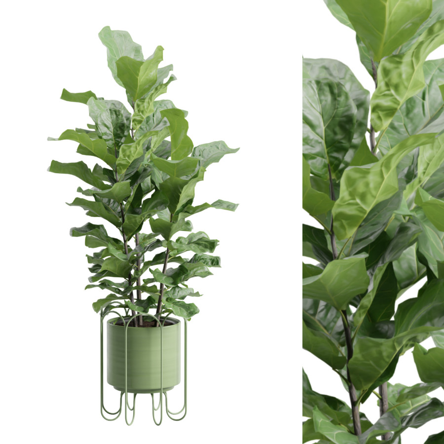 Ficus Lyrata In Metal Stand Planter by AllQuad