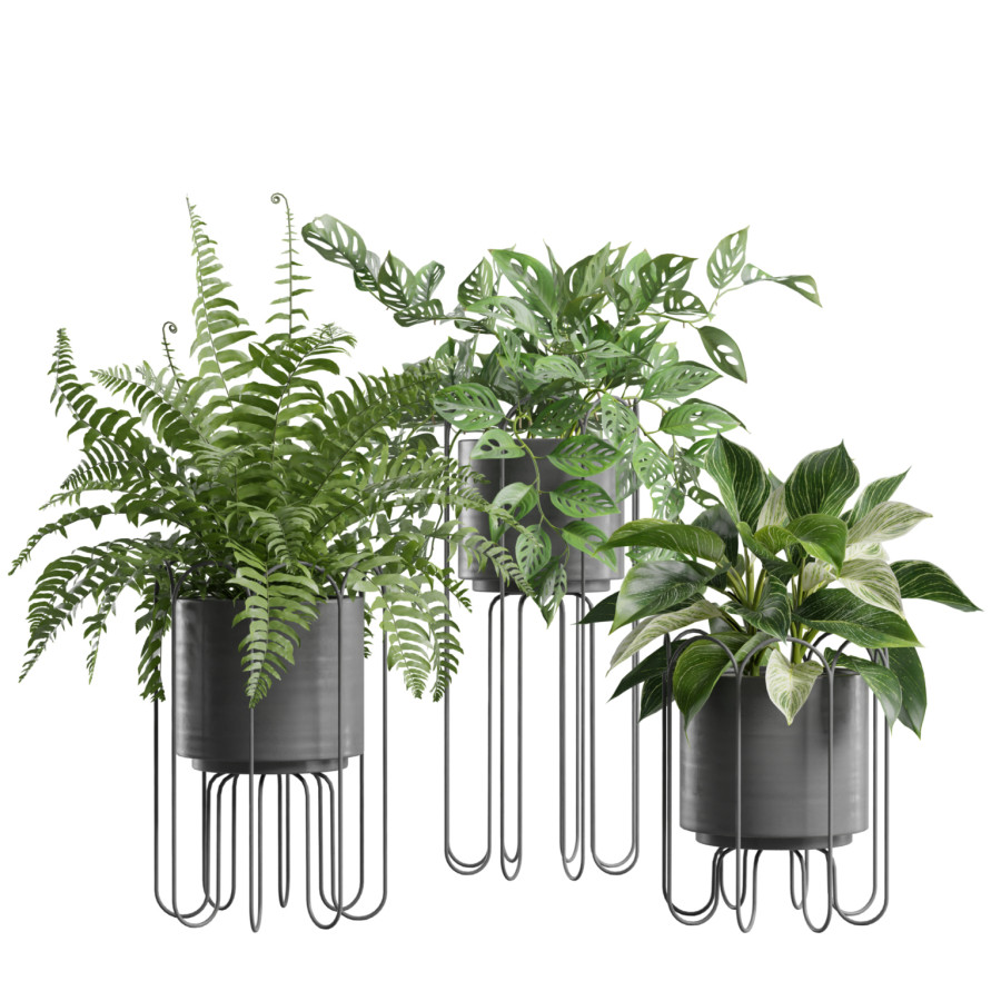 Indoor Plants Pack 107 by AllQuad