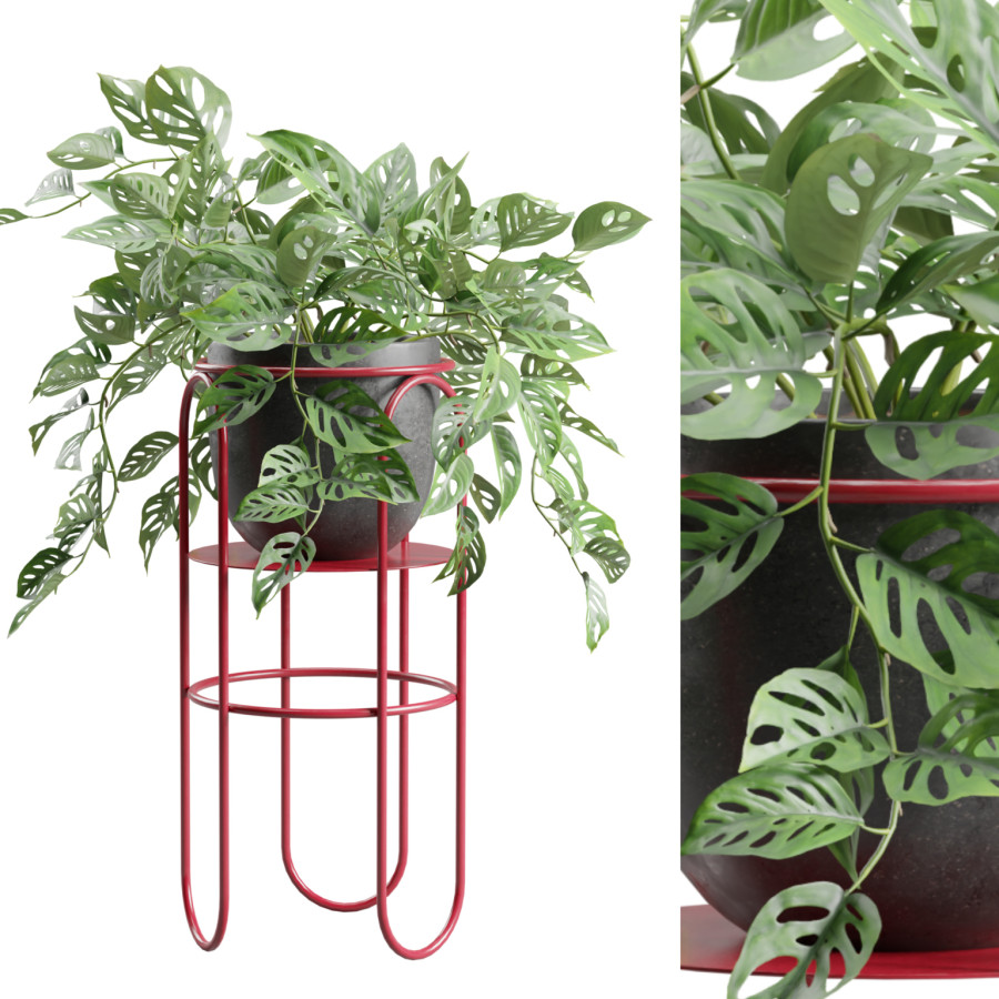 Monstera Adansonii On Metal Stand by AllQuad